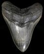 Colorful, Serrated Megalodon Tooth #18352-1